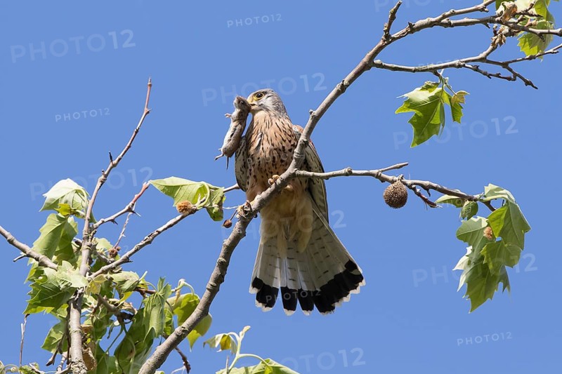 Common Kestrel (Falco tinnunculus) with captured Vole (Microtus arvalis)