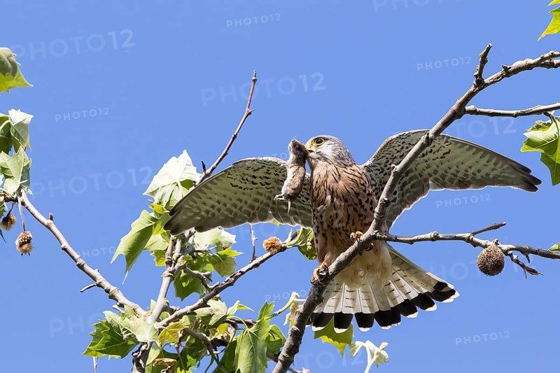 Common Kestrel (Falco tinnunculus) with captured Vole (Microtus arvalis)