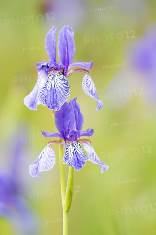 Siberian iris (Iris sibirica)