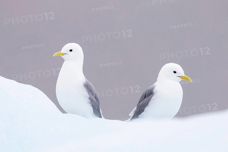 Two Glaucous Gulls (Larus hyperboreus)