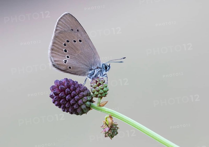 Scarce Large Blue (Phengaris teleius) on Great Burnet (Sanguisorba officinalis)