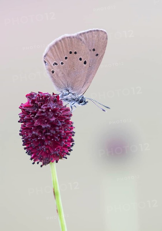 Scarce Large Blue (Phengaris teleius) on Great Burnet (Sanguisorba officinalis)