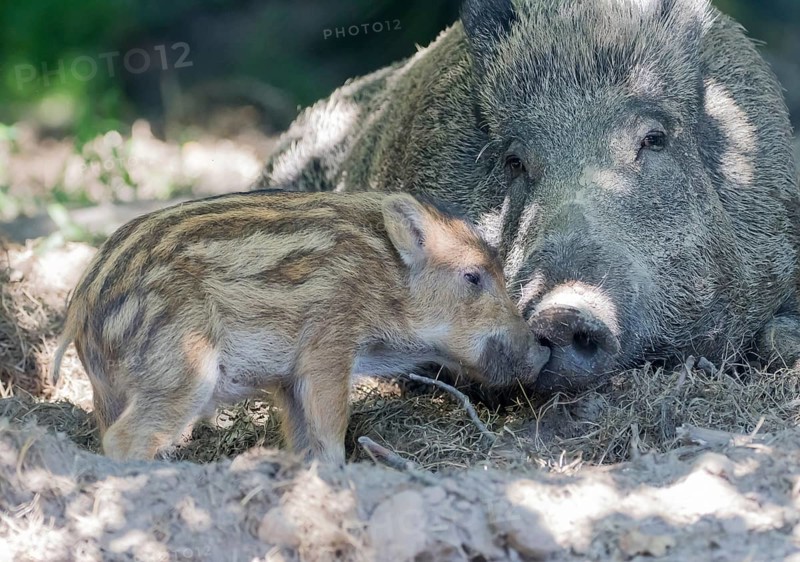 Wild boar (Sus scrofa)