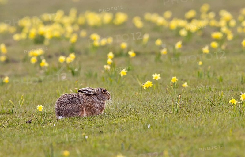 European hare (Lepus europaeus) resting in a meadow with jonquils