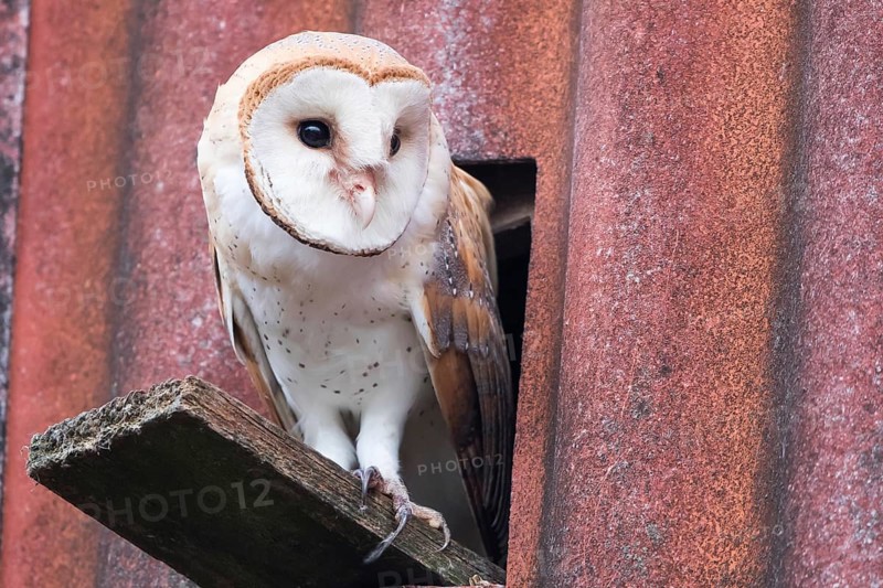 Barn owl (Tyto alba) sitting in front of the entrance hole to the nest