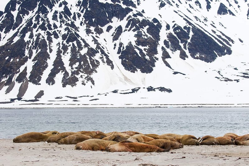 Walruses (Odobenus rosmarus)