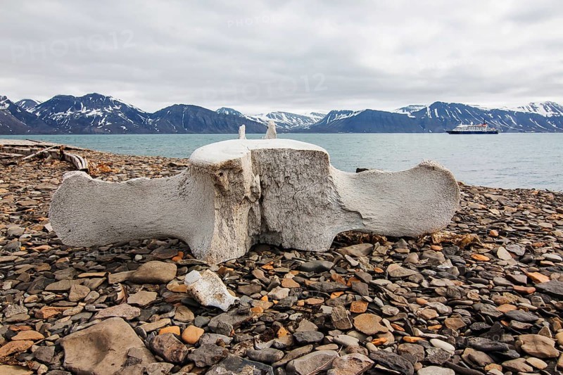 Vertebra of a whale in the whaling station in Bamsebu Bellsund