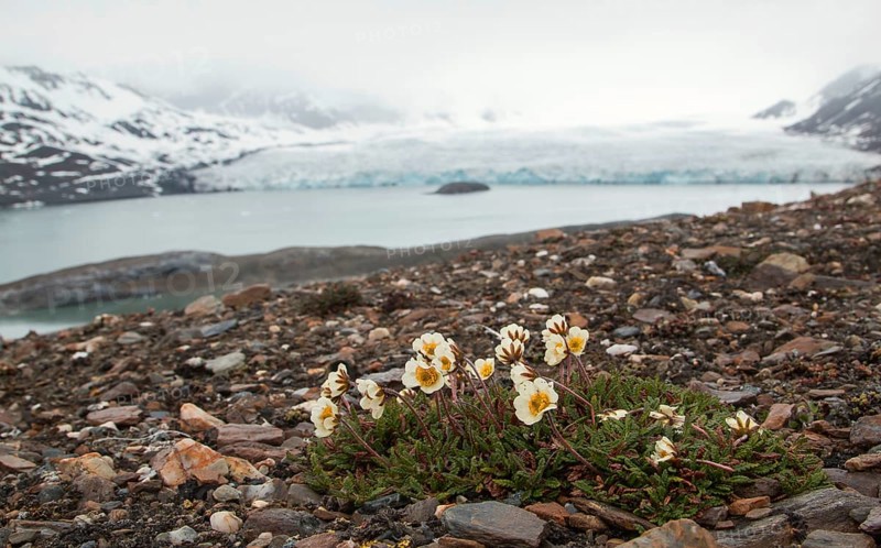 Mountain avens (Dryas octopetala)