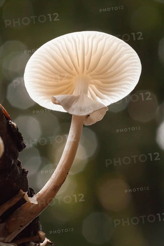 Porcelain fungus (Oudemansiella mucida)