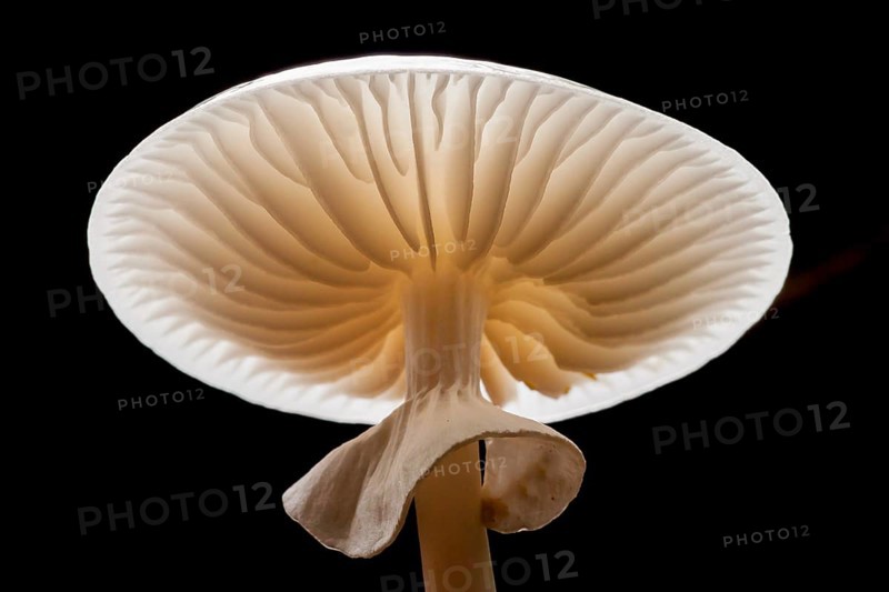 Porcelain fungus (Oudemansiella mucida)
