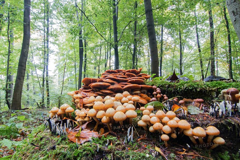 Conifer Tuft (Hypholoma capnoides) in autumnal forest