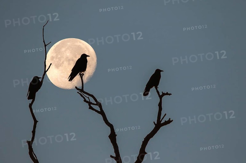 Three rooks (Corvus frugilegus) sitting on dead branches at full moon