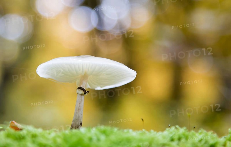 Porcelain fungus (Oudemansiella mucida) on moss