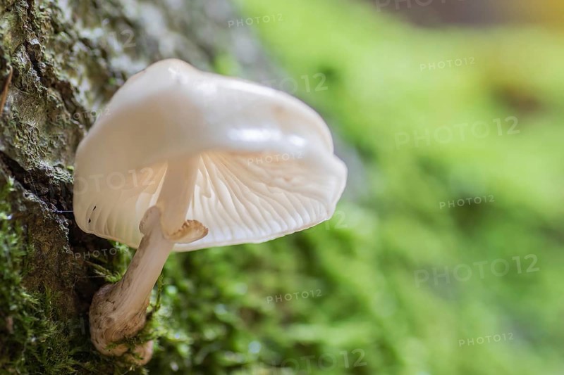 Porcelain fungus (Oudemansiella mucida)