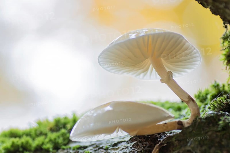 Porcelain fungi (Oudemansiella mucida)