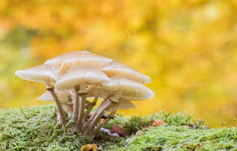 Porcelain fungi (Oudemansiella mucida) on moss