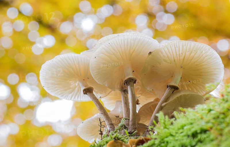 Porcelain fungi (Oudemansiella mucida) on moss