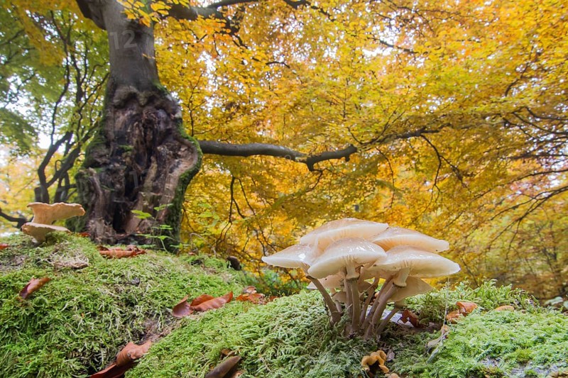 Porcelain fungi (Oudemansiella mucida) in deciduous forest