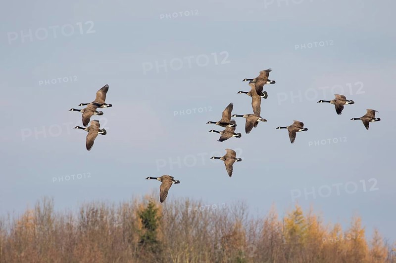 Canada Geese (Branta canadensis)