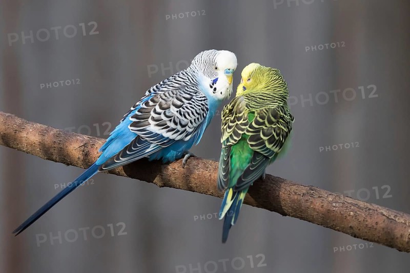 Budgerigars (Melopsittacus undulatus) kissing