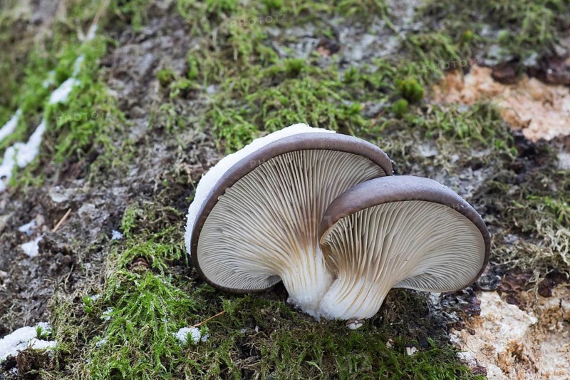 Oyster mushrooms (Pleurotus ostreatus)