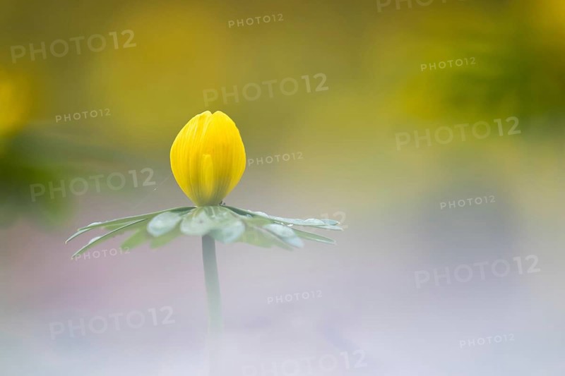 Winter Aconite (Eranthis hyemalis) at flowering
