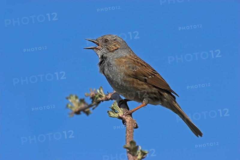 Singing Dunnock (Prunella modularis) on branch