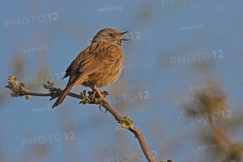 Singing Dunnock (Prunella modularis) on branch