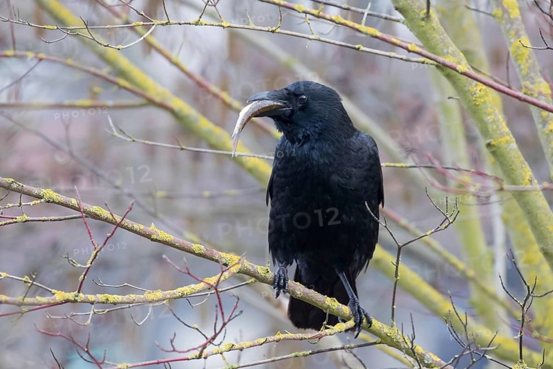 Carrion crow (Corvus corone) with a captured fish in its beak