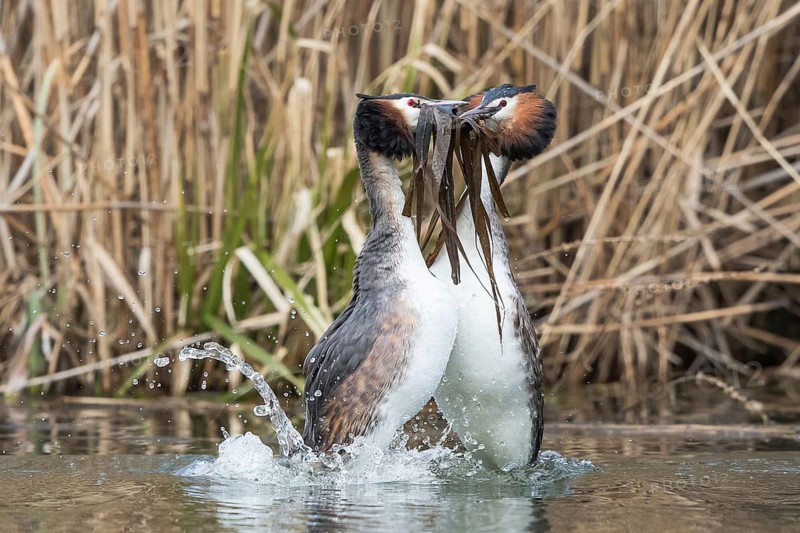 Great Crested Grebe (Podiceps cristatus)