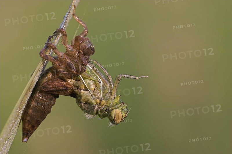 Four-spotted Chaser (Libellula quadrimaculata) hatching