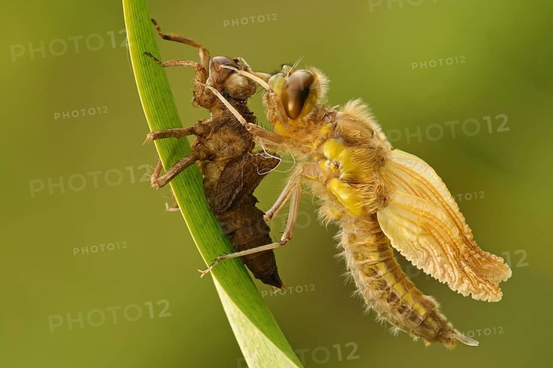 Four-spotted Chaser (Libellula quadrimaculata) hatching
