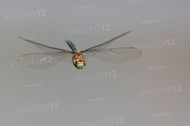 Flying Migrant Hawker (Aeshna mixta)