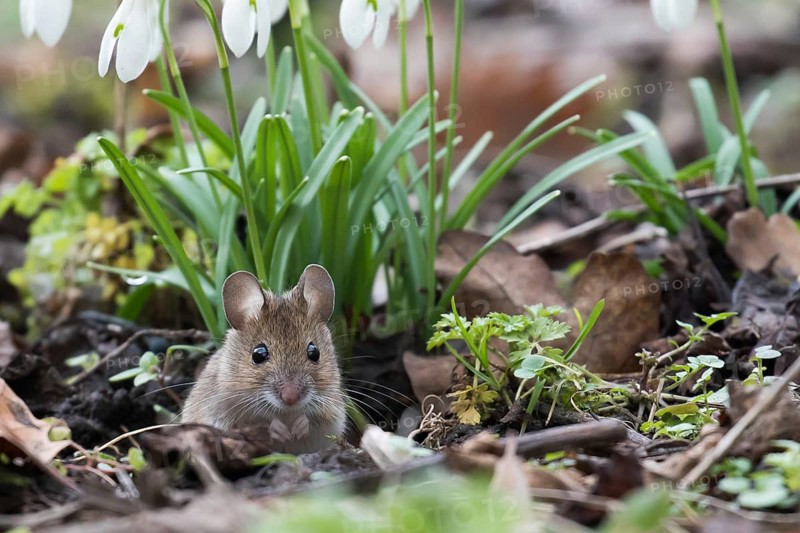 House mouse (Mus musculus) looking out of its burrow