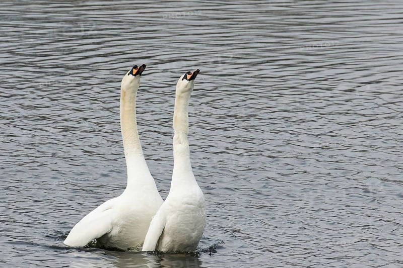 Courting Mute Swans (Cygnus olor) in the water
