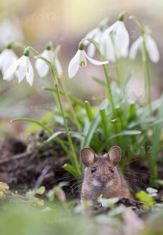 House mouse (Mus musculus) peeking out of its hole