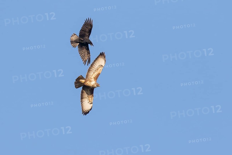 Dogfight between a Carrion Crow (Corvus corone) and a Buzzard (Buteo buteo)