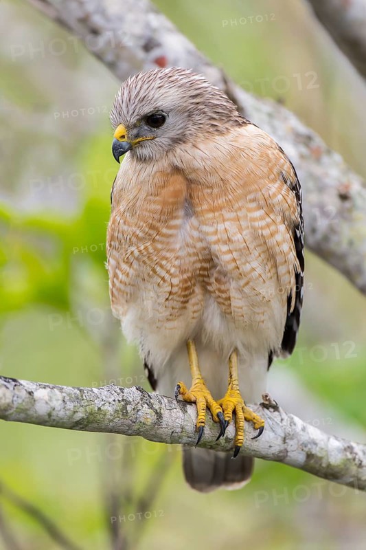 Red-shouldered Hawk (Buteo lineatus)