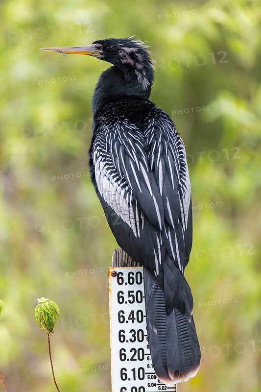 Anhinga (Anhinga anhinga)