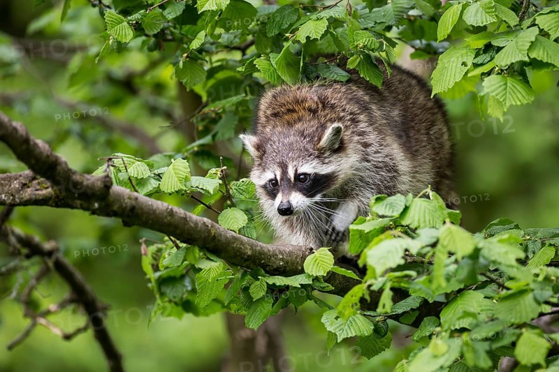 Raccoon (Procyon lotor) sitting in a tree