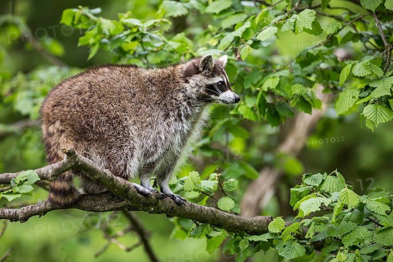 Raccoon (Procyon lotor) sitting in a tree