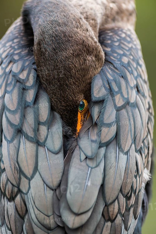 Double-crested Cormorant (Phalacrocorax auritus) with head in feathers