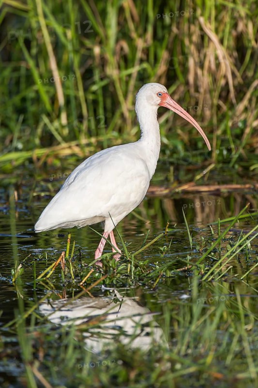 White Ibis (Eudocimus albus) wading in water