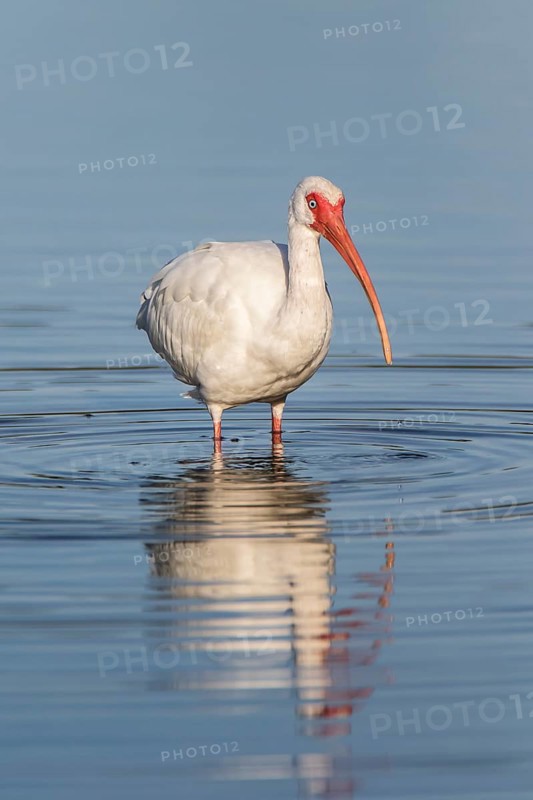 American white ibis (Eudocimus albus)