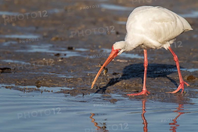 American white ibis (Eudocimus albus)