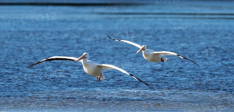 American White Pelicans (Pelecanus erythrorhynchos) flying over the water
