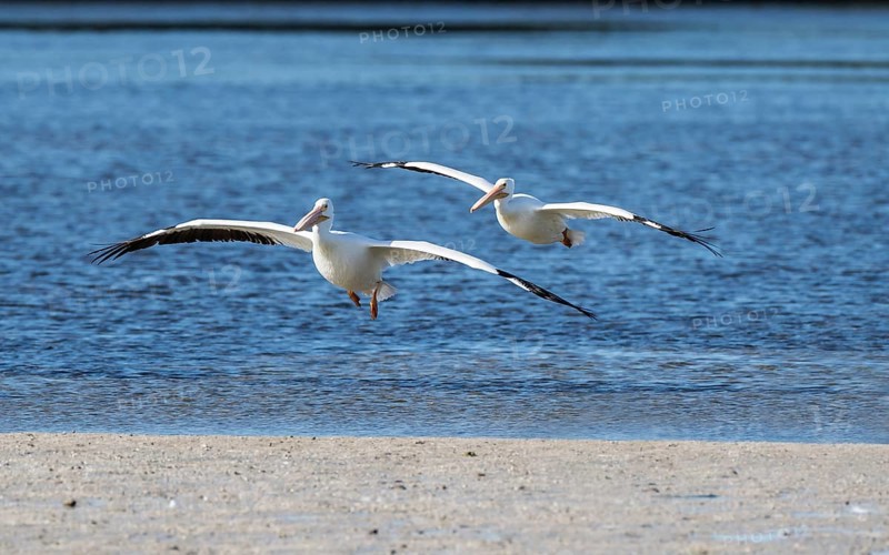 American White Pelicans (Pelecanus erythrorhynchos) flying over the water