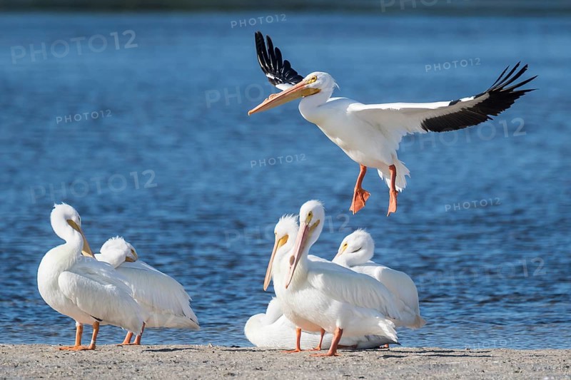 American White Pelicans (Pelecanus erythrorhynchos) at the water