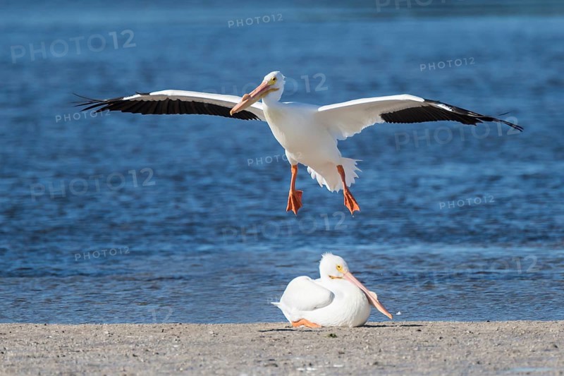 American White Pelicans (Pelecanus erythrorhynchos) at the water