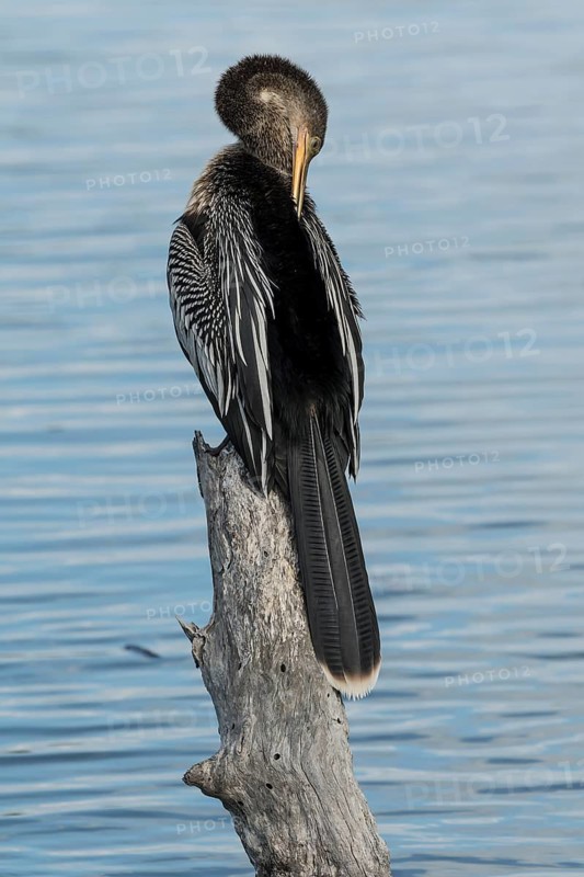 Anhinga (Anhinga anhinga) perched on log by the water